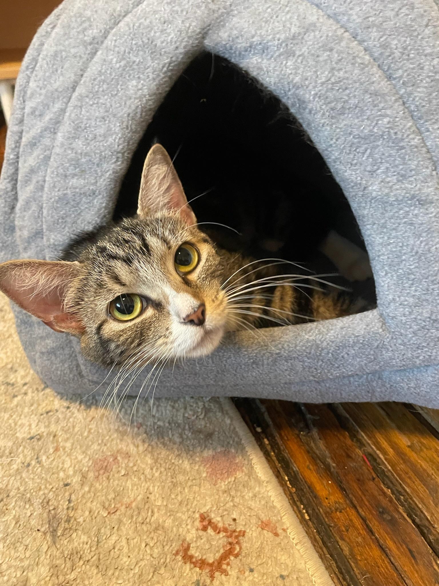 Velour, Adopted, Young Female Domestic Short Hair.