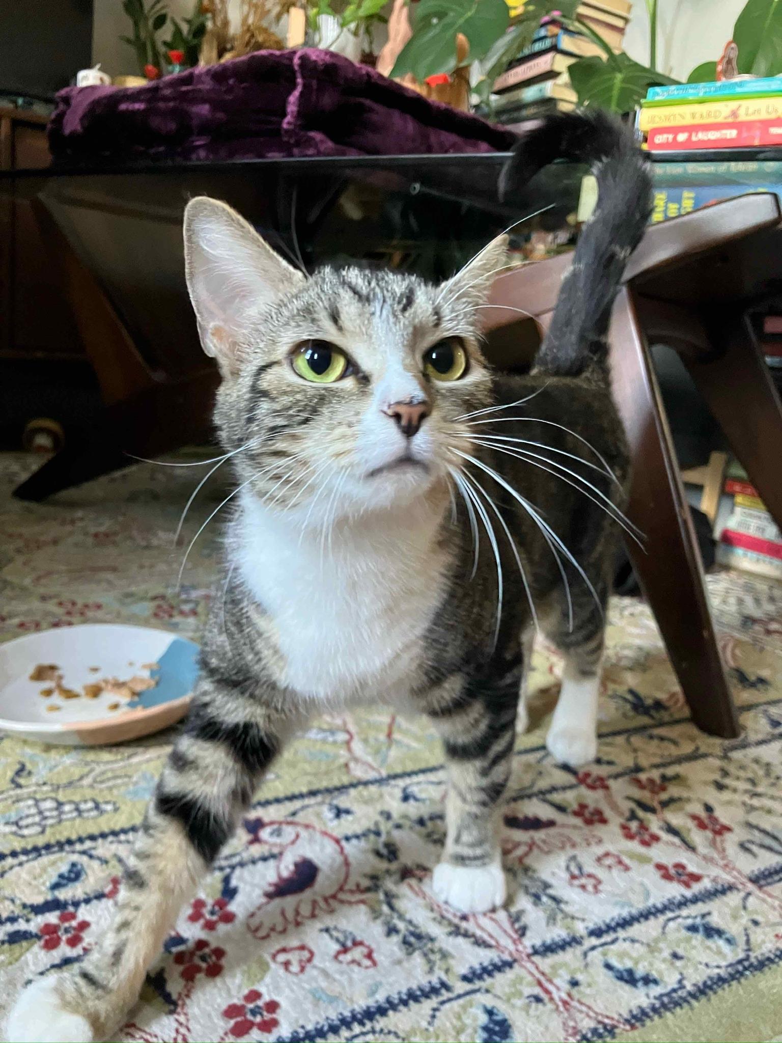 Enlarge Velour, a Adopted Domestic Short Hair in Brooklyn, NY image 4/5