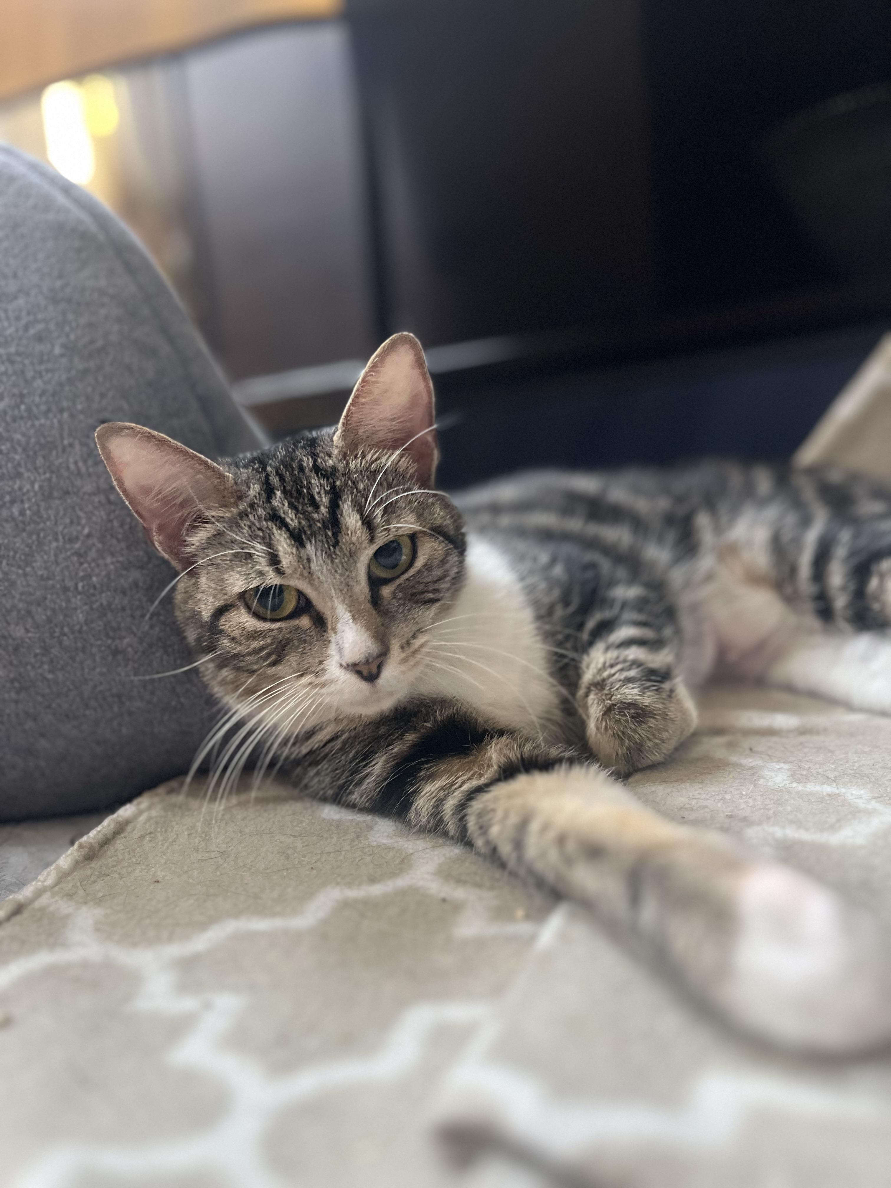 Enlarge Velour, a Adopted Domestic Short Hair in Brooklyn, NY image 3/5