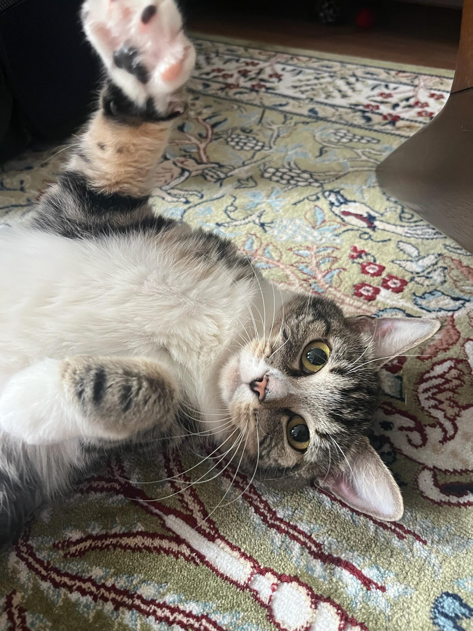 Enlarge Velour, a Adopted Domestic Short Hair in Brooklyn, NY image 2/5