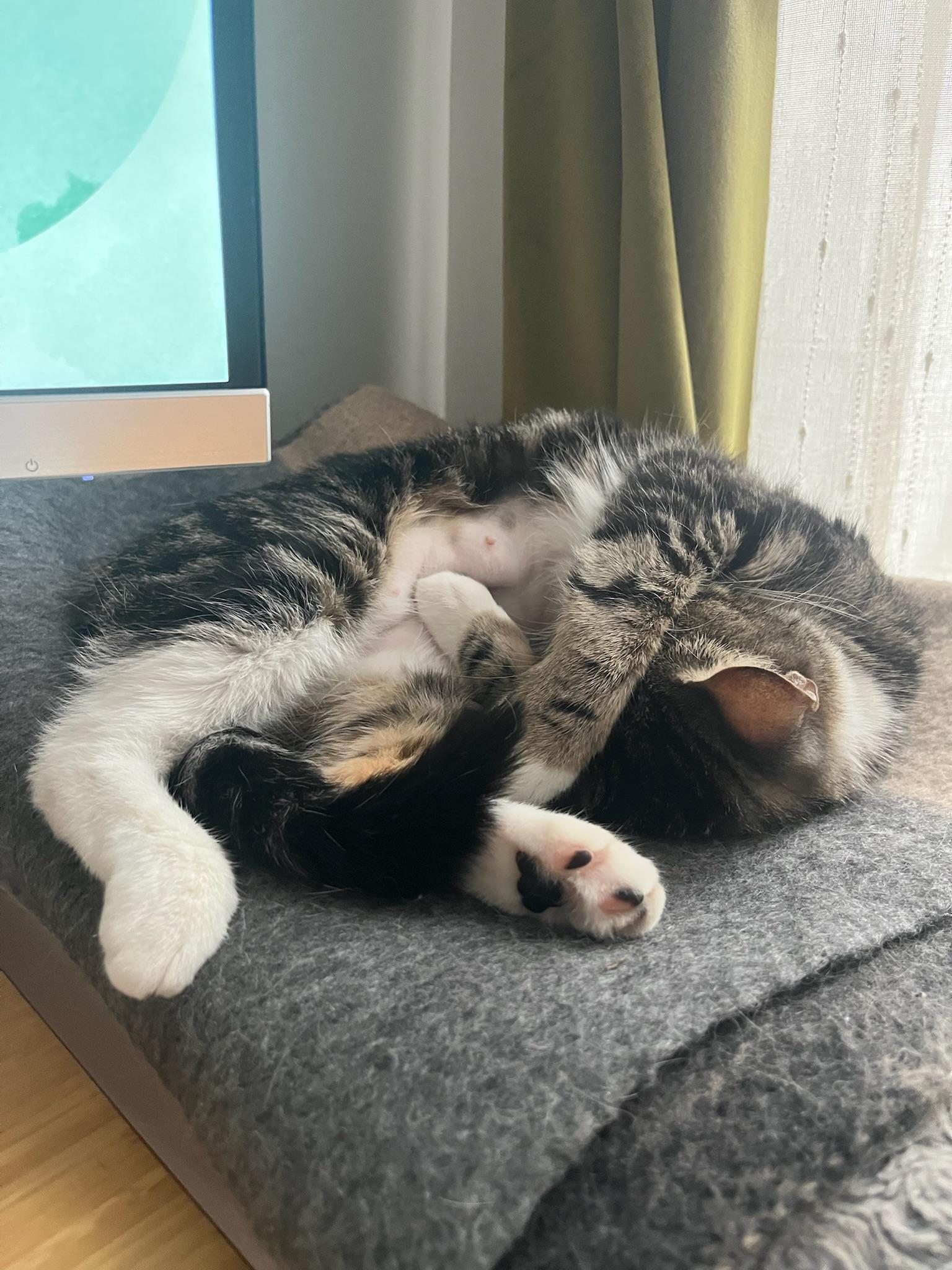 Enlarge Velour, a Adopted Domestic Short Hair in Brooklyn, NY image 5/5