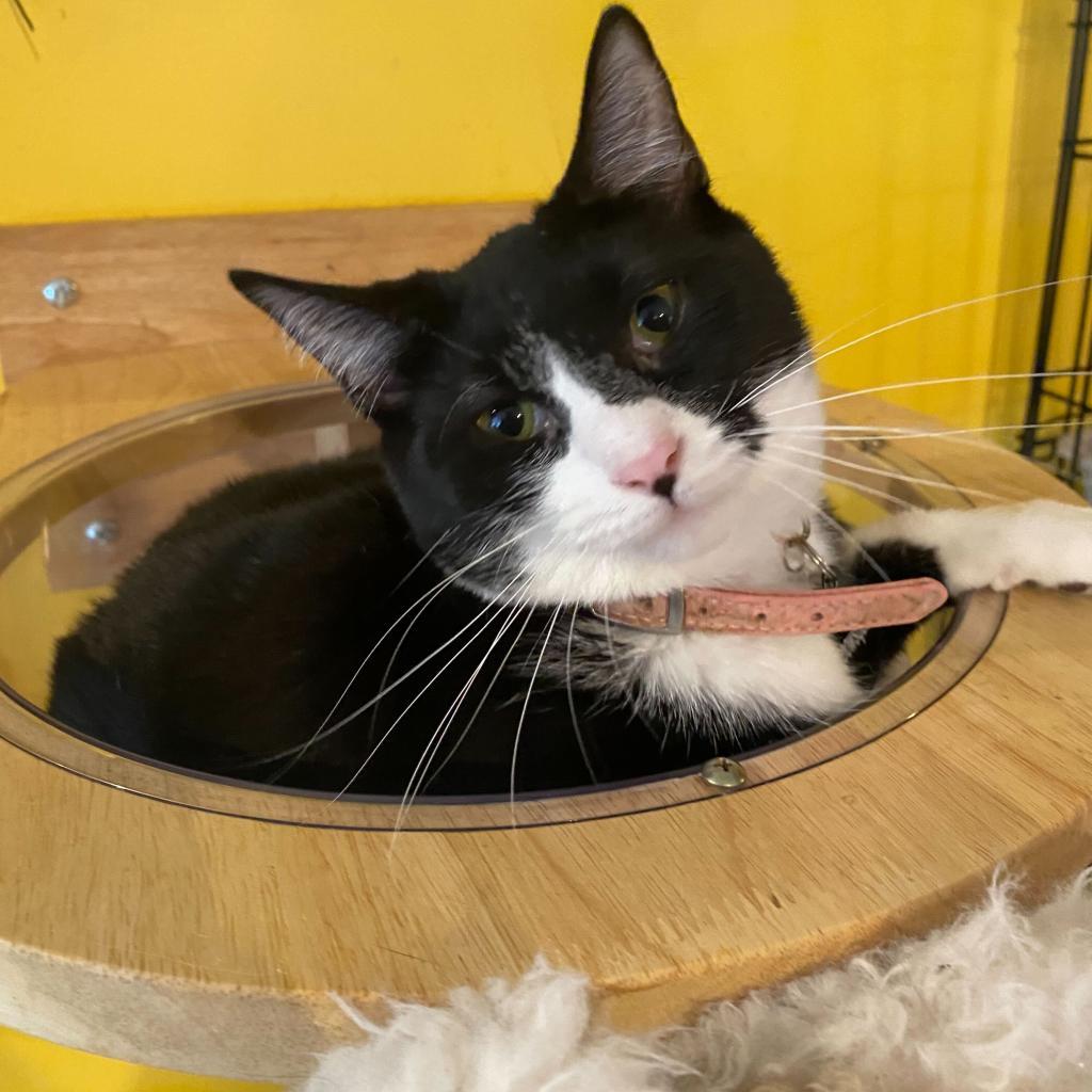 Dorothea, Adoptable, Adult Female Domestic Short Hair.