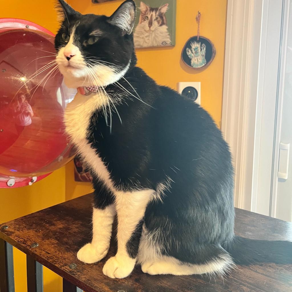 Enlarge Dorothea, a Adoptable Domestic Short Hair in Howard beach, NY image 2/6