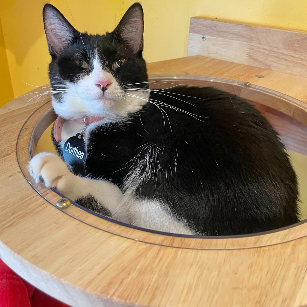 Enlarge Dorothea, a Adoptable Domestic Short Hair in Howard beach, NY image 3/6
