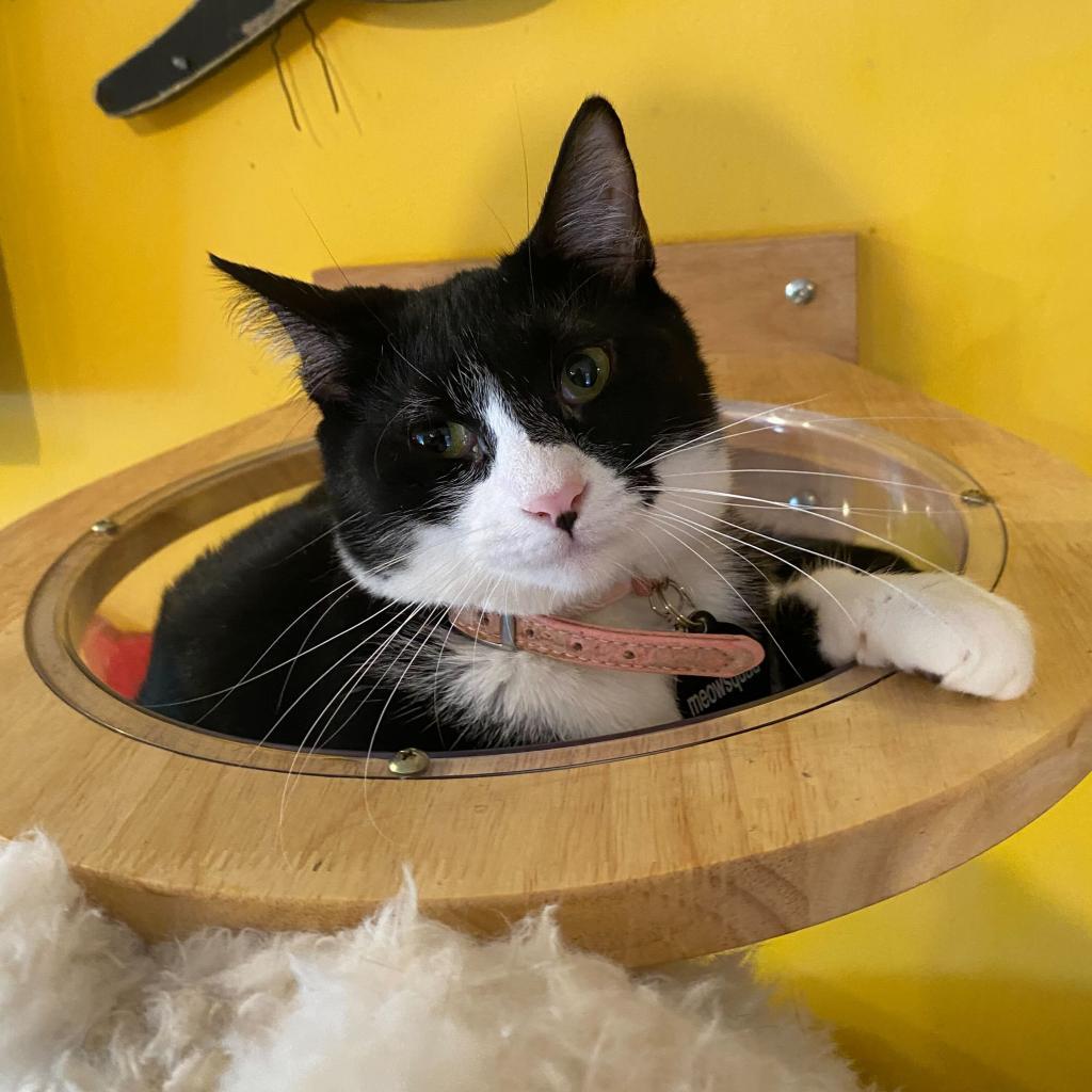 Enlarge Dorothea, a Adoptable Domestic Short Hair in Howard beach, NY image 4/6