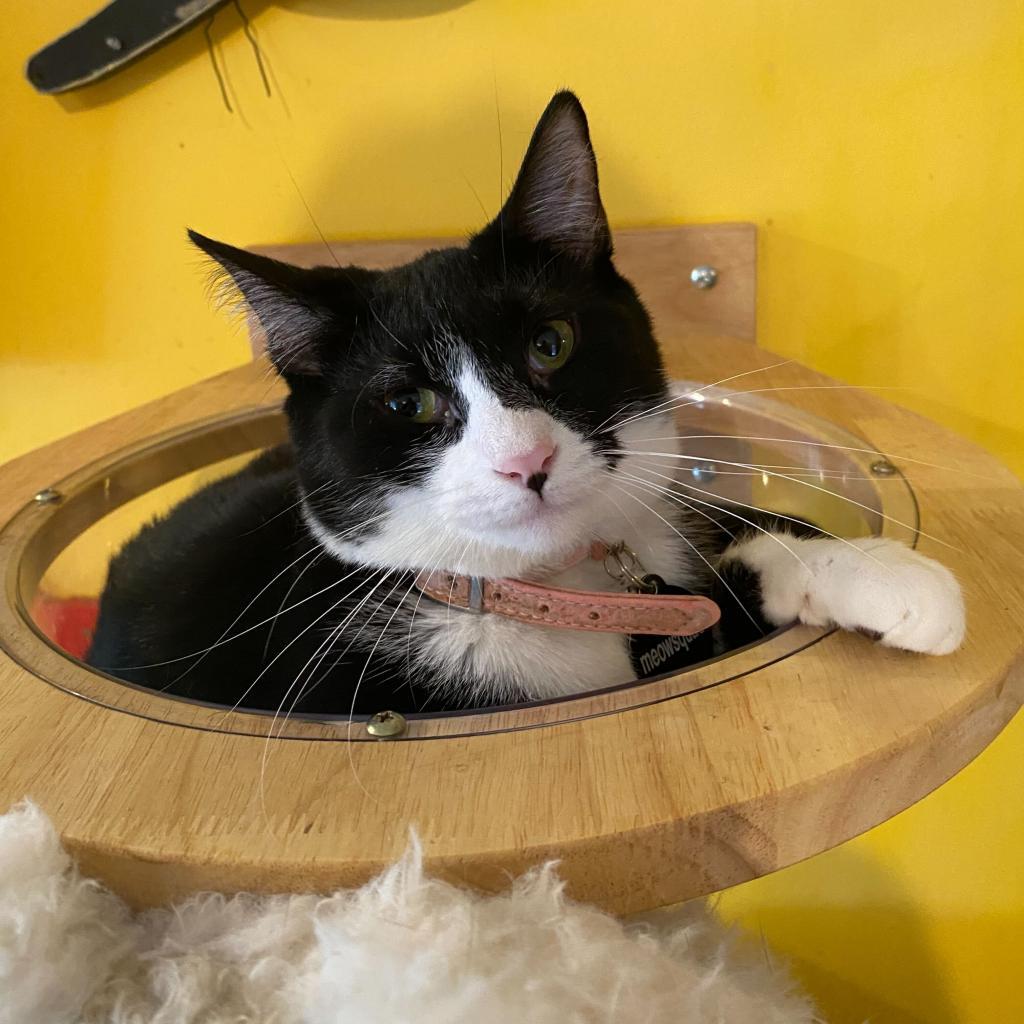 Enlarge Dorothea, a Adoptable Domestic Short Hair in Howard beach, NY image 5/6