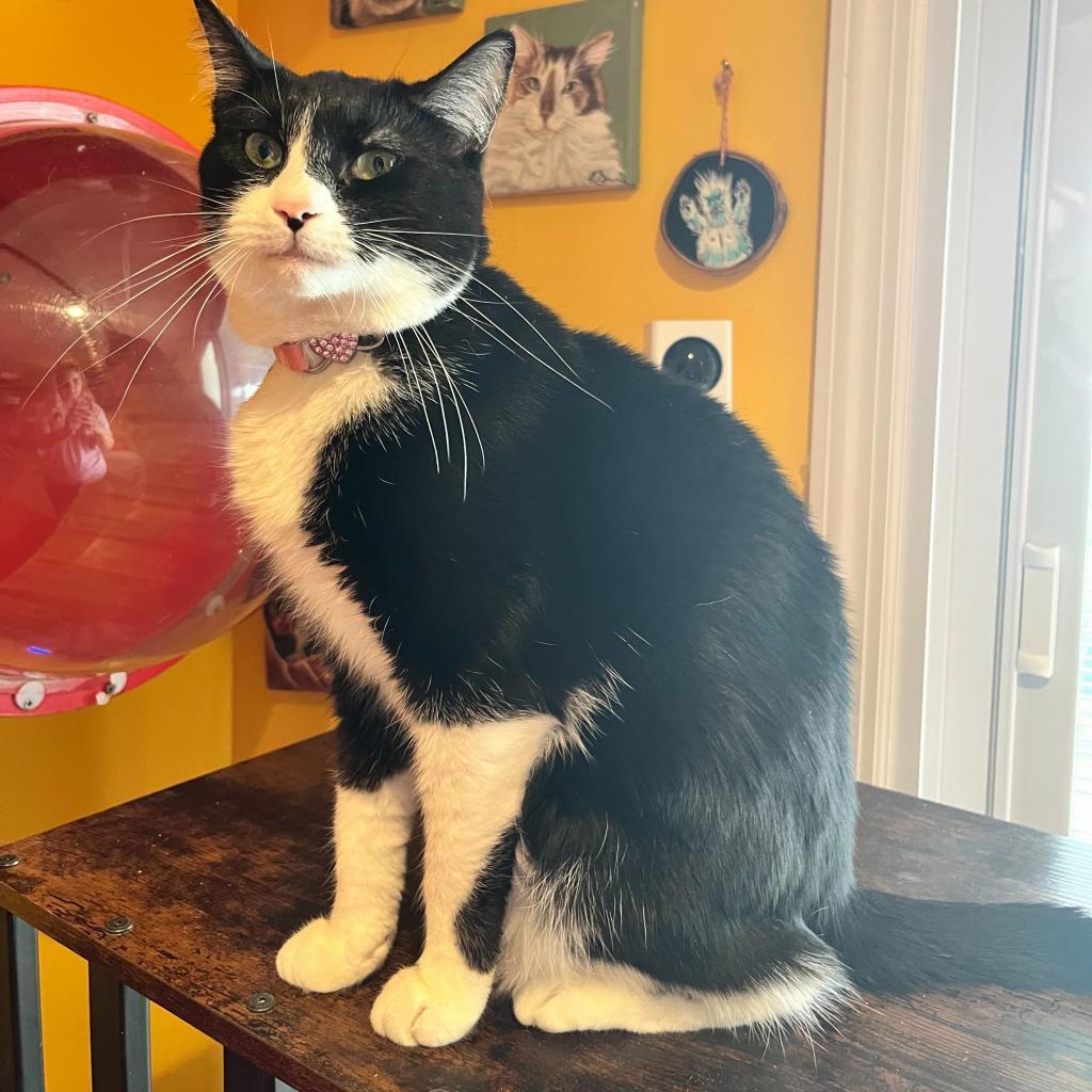 Enlarge Dorothea, a Adoptable Domestic Short Hair in Howard beach, NY image 6/6