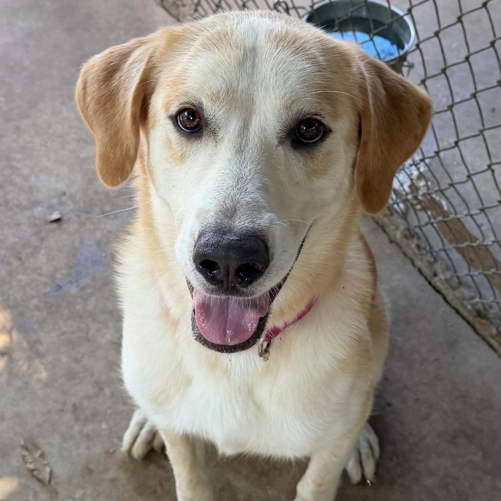 Enlarge Caveat, a Adoptable mixed breed in Stephenville, TX image 1/3