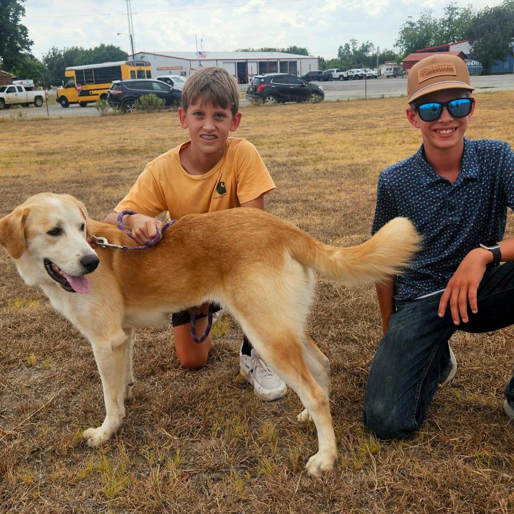 Enlarge Caveat, a Adoptable mixed breed in Stephenville, TX image 2/3