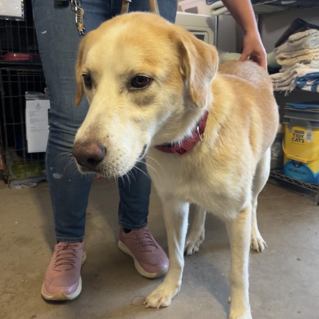 Enlarge Caveat, a Adoptable mixed breed in Stephenville, TX image 3/3