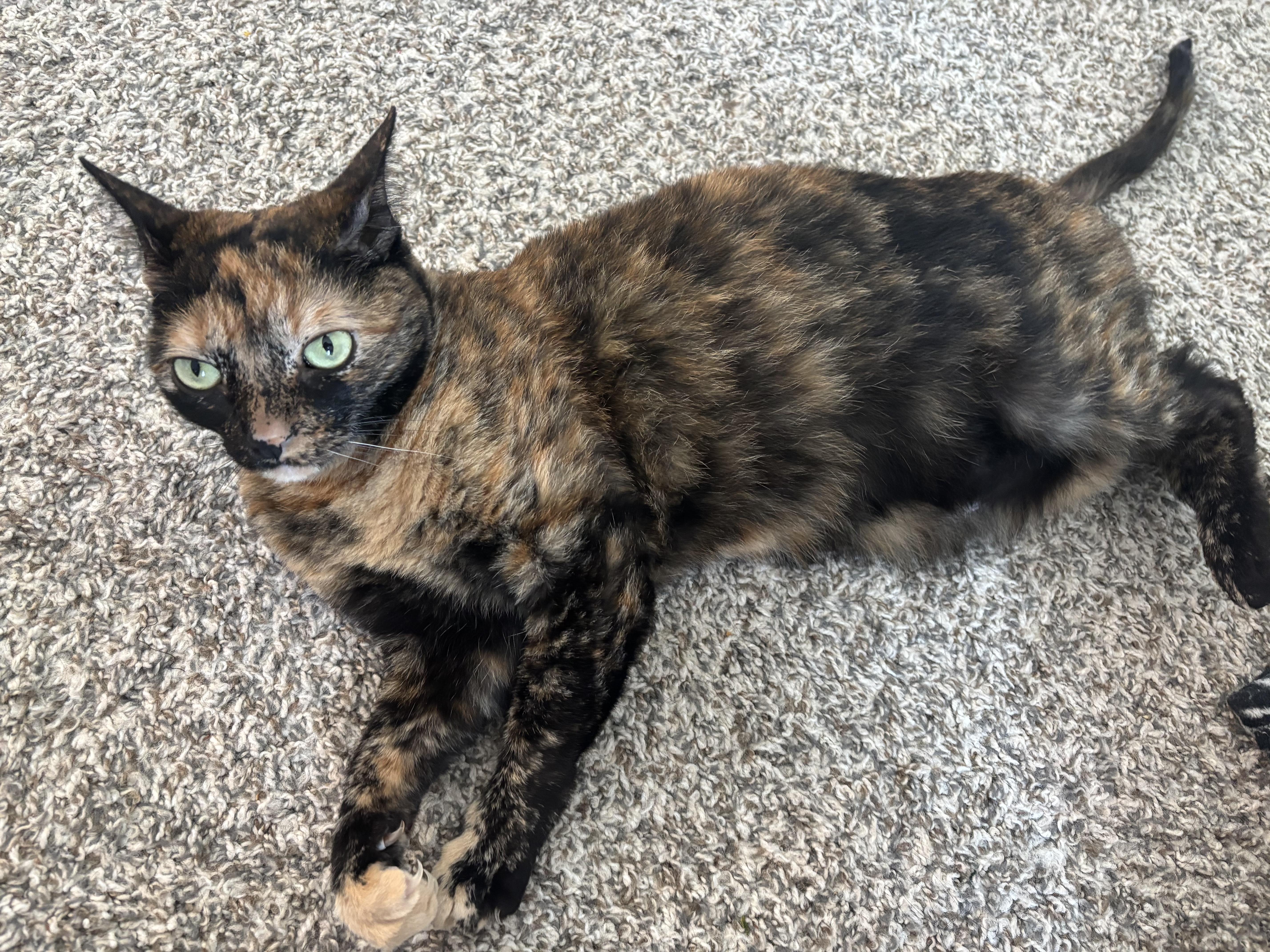 Molly-Sue WA14029-T, adoptable, Adult Female Domestic Short Hair.