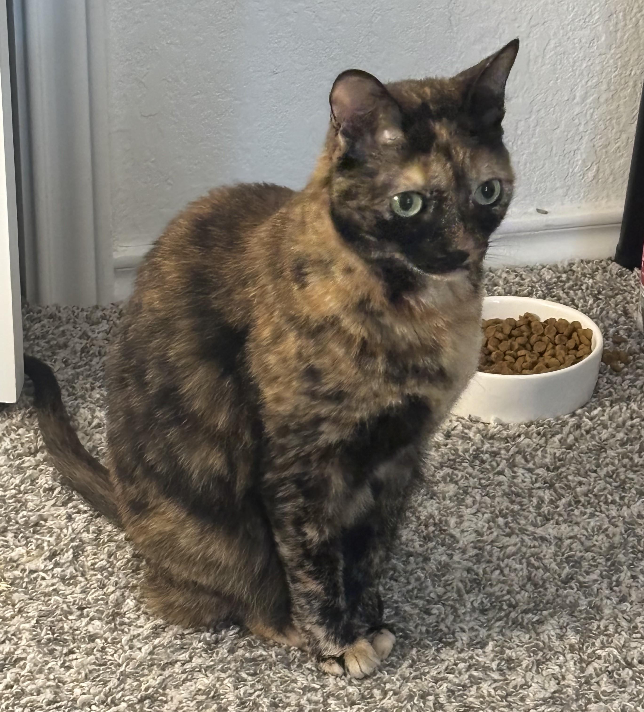 Enlarge Molly-Sue WA14029-T, an adoptable mixed breed in Bellevue, WA image 2/2