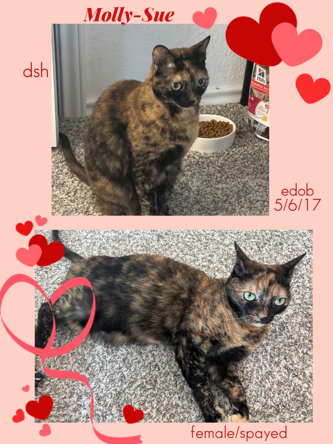 Molly-Sue WA14029-T, adoptable, Adult Female Domestic Short Hair.