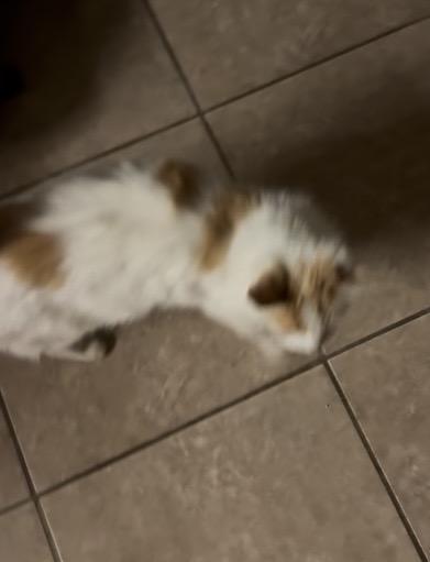 Merlin, a ADOPTABLE Domestic Long Hair in Hayward, CA image 5/6