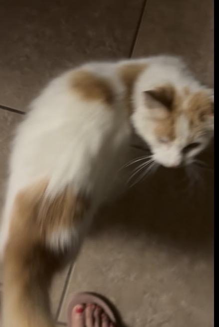 Merlin, a ADOPTABLE Domestic Long Hair in Hayward, CA image 3/6