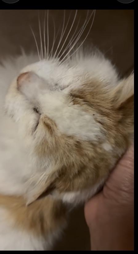 Merlin, a ADOPTABLE Domestic Long Hair in Hayward, CA image 2/6