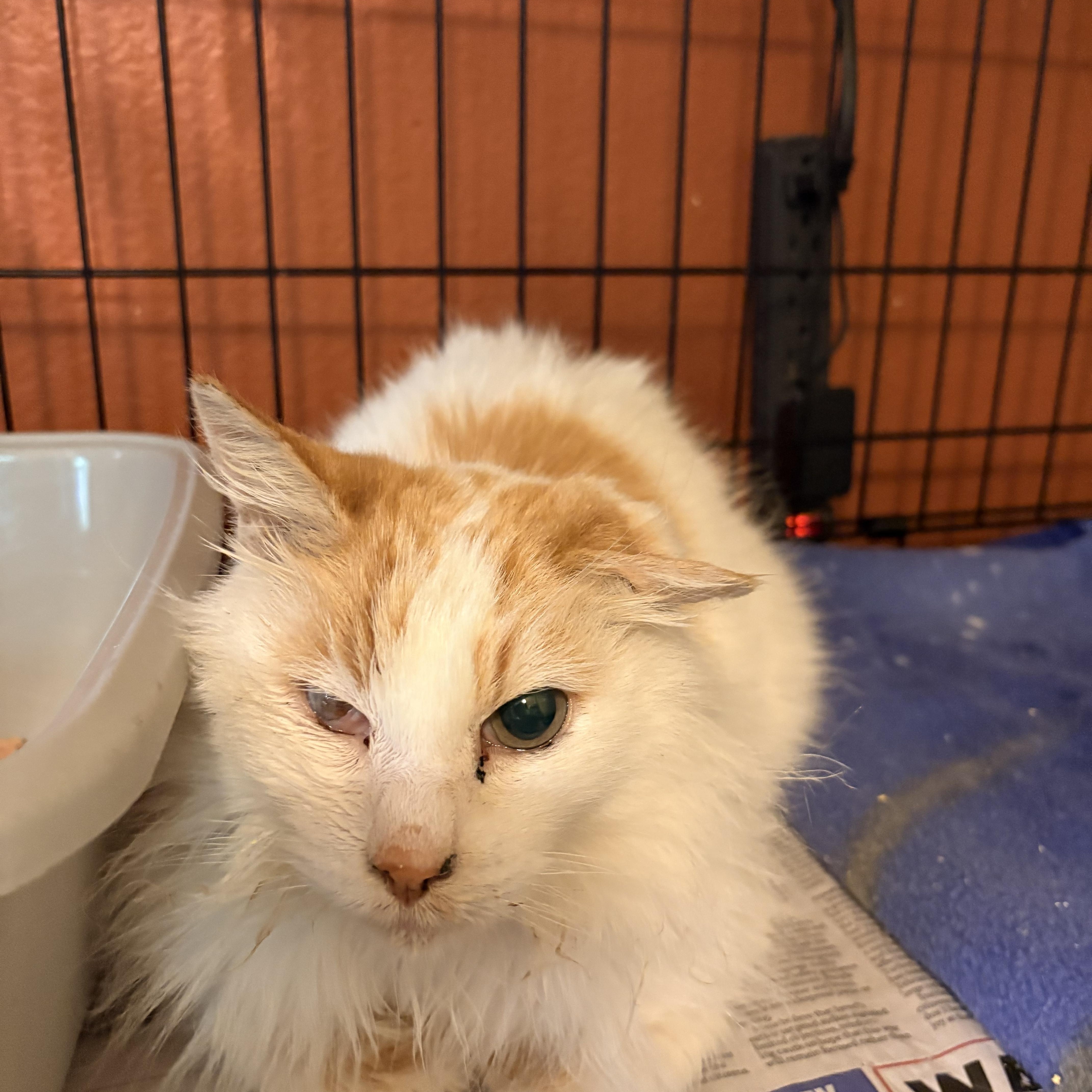 Merlin, ADOPTABLE, Adult Male Domestic Long Hair.