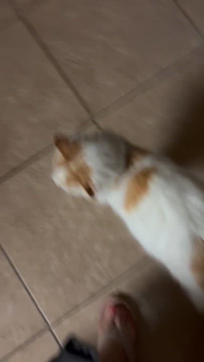 Enlarge Merlin, a ADOPTABLE Domestic Long Hair in Hayward, CA video 4/6
