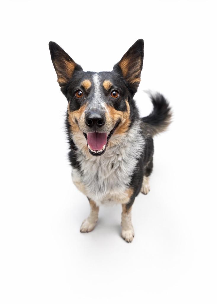 Diesel, Adoptable, Senior Male Cattle Dog & Mixed Breed.