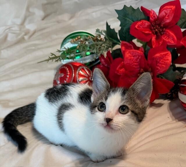 Enlarge R.J., a Adoptable Domestic Short Hair in Little Rock, AR image 1/5