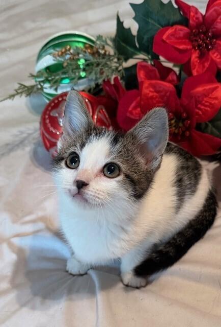 Enlarge R.J., a Adoptable Domestic Short Hair in Little Rock, AR image 3/5