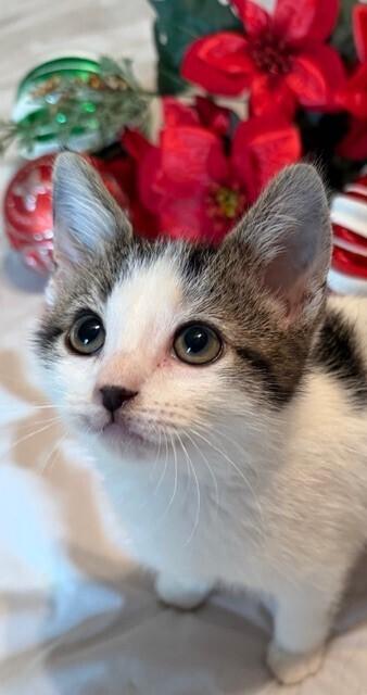 Enlarge R.J., a Adoptable Domestic Short Hair in Little Rock, AR image 4/5