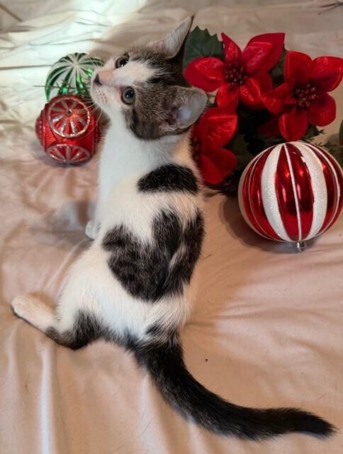 Enlarge R.J., a Adoptable Domestic Short Hair in Little Rock, AR image 5/5