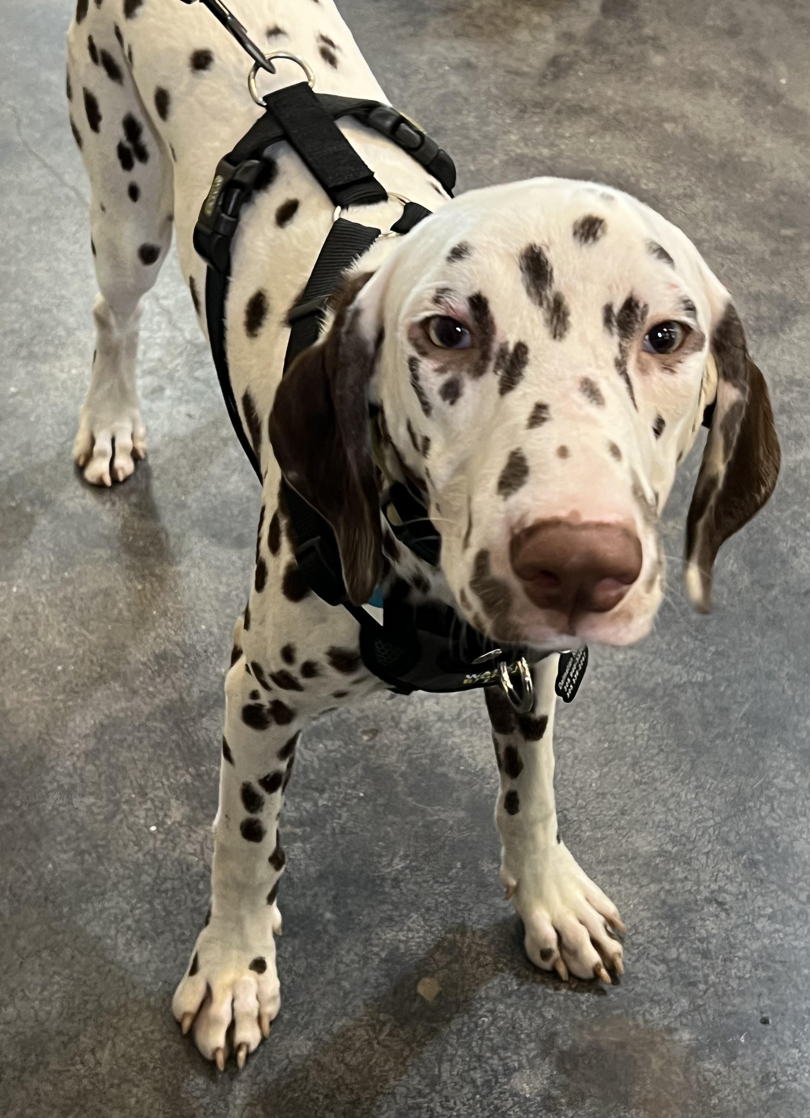 Blake, adopted, Young Male Dalmatian.