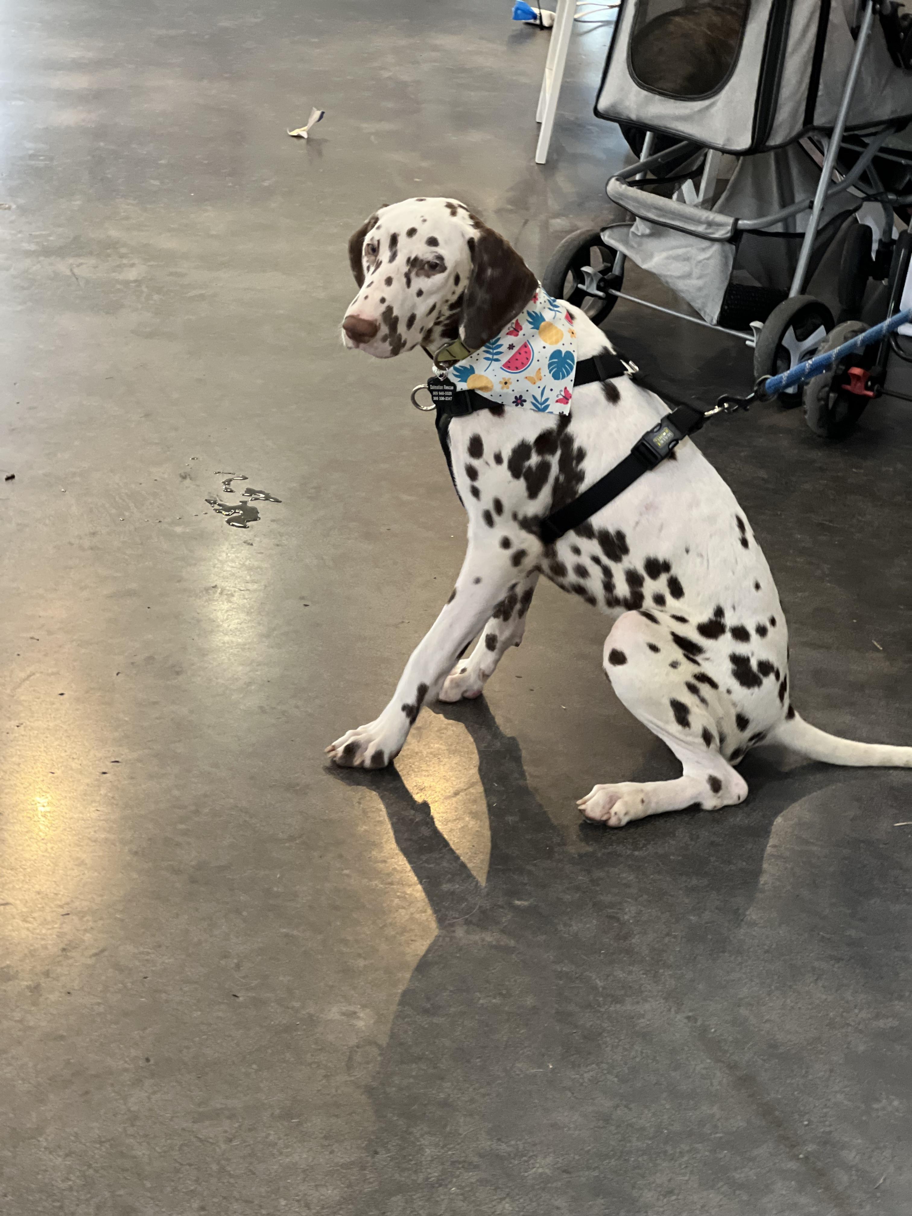 Enlarge Blake, an adopted Dalmatian in North Miami Beach, FL image 3/3