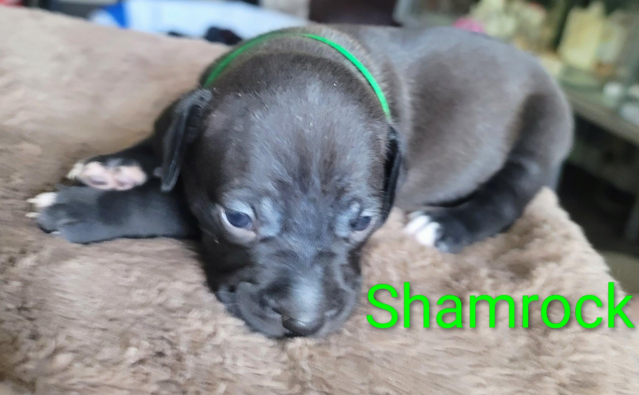 Shamrock, Adoptable, Puppy Male Dachshund.