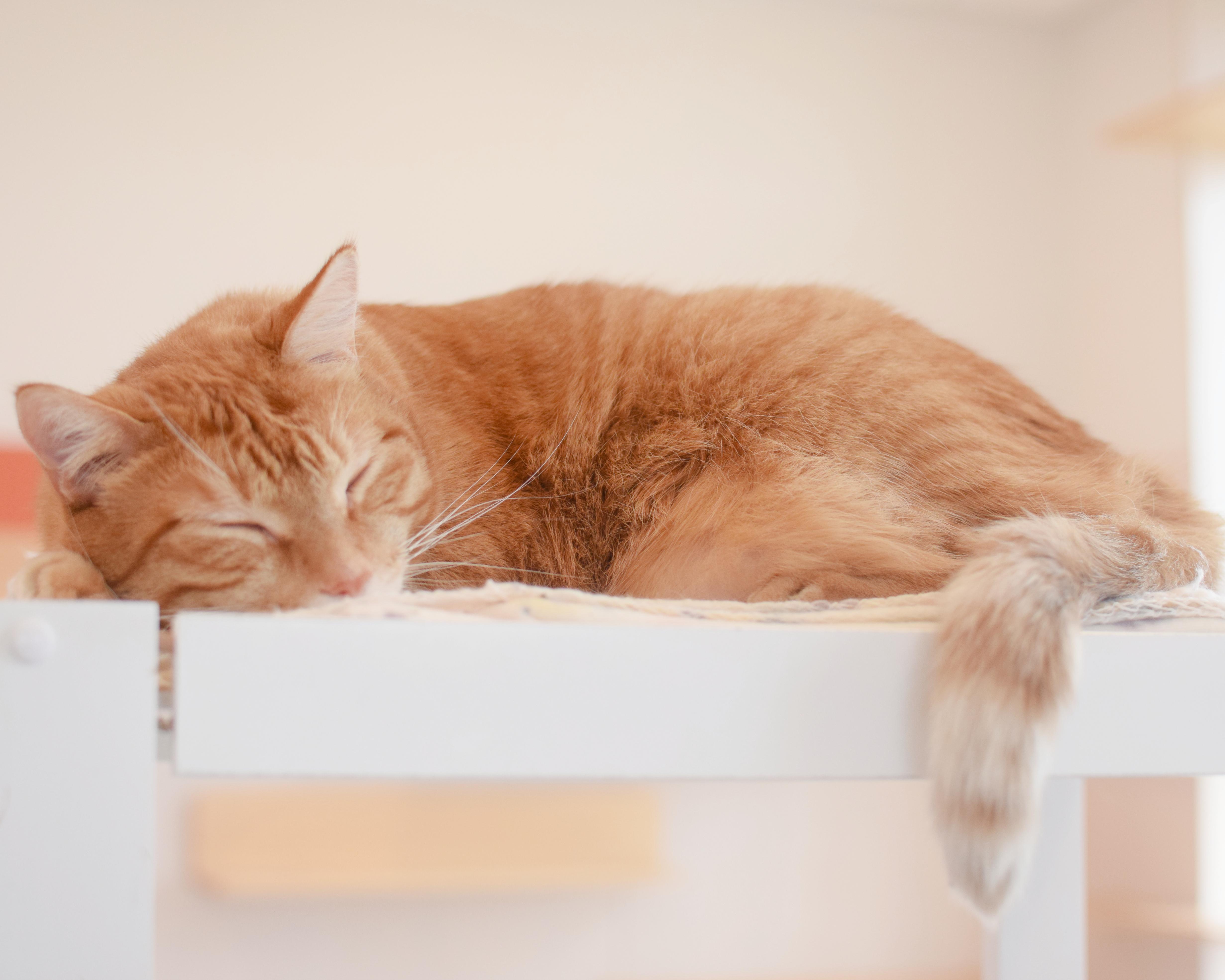 Enlarge Cheeto, an adopted Domestic Short Hair in Pontiac, MI image 2/2