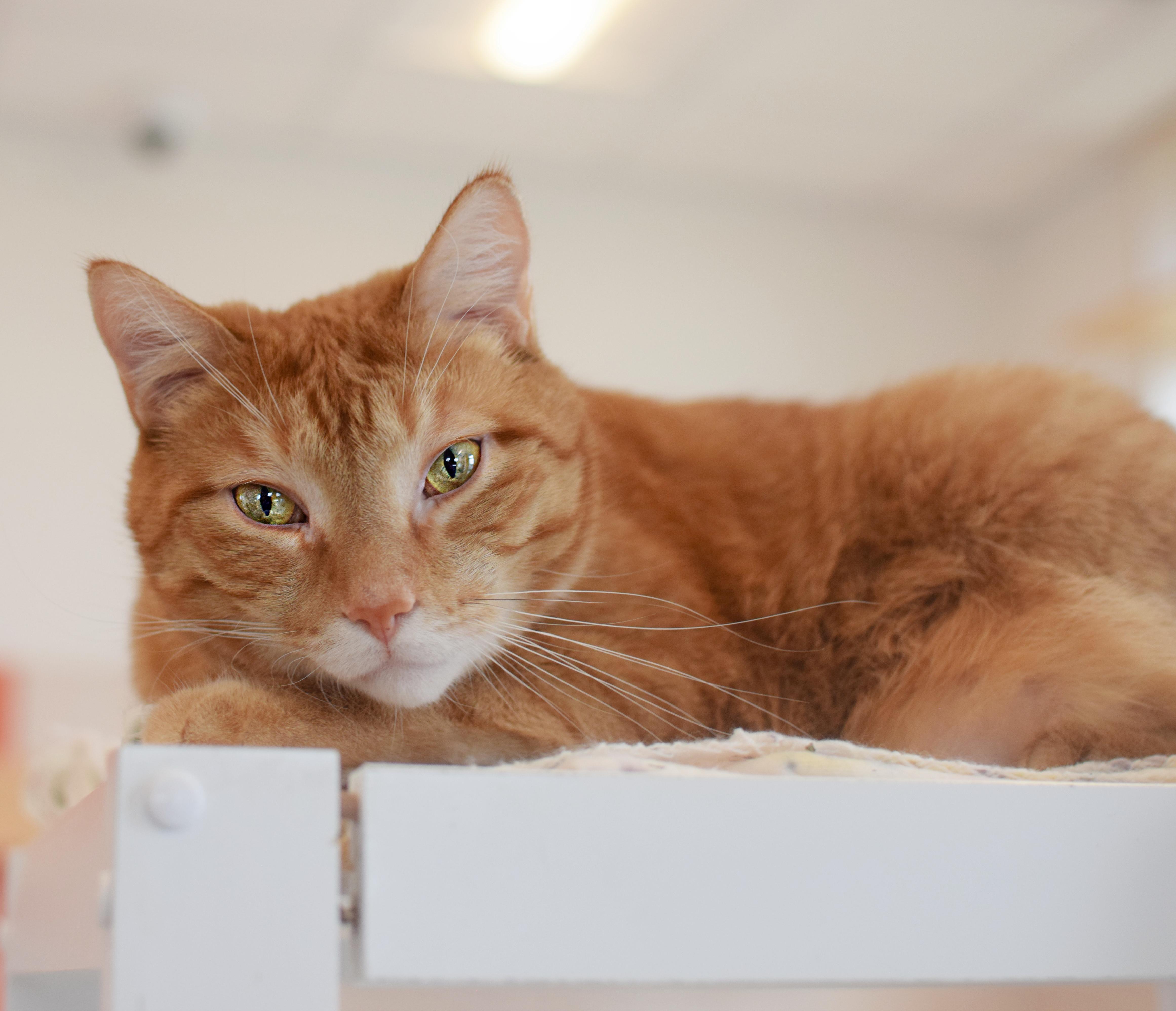 Enlarge Cheeto, an adopted Domestic Short Hair in Pontiac, MI image 1/2