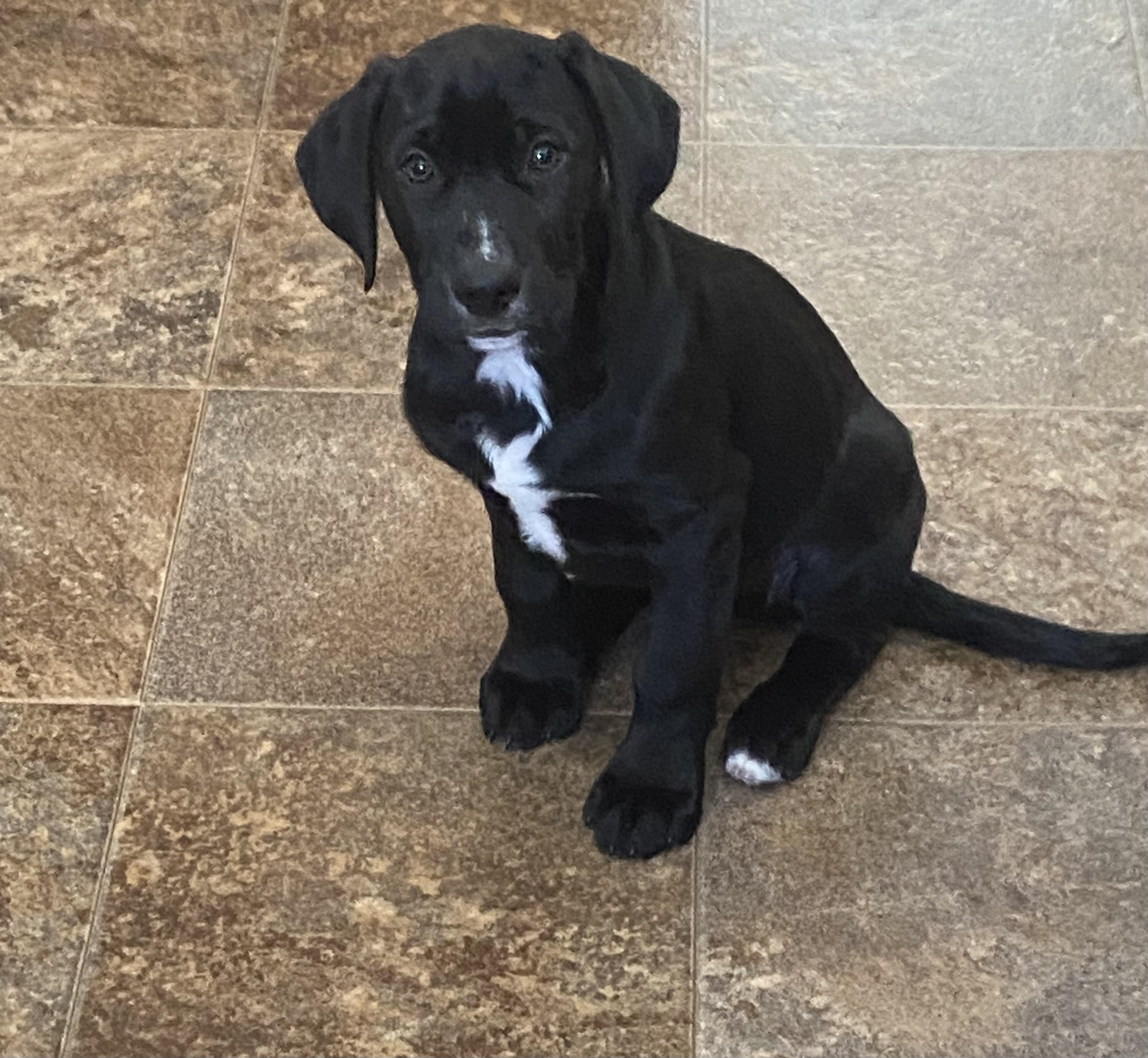 Enlarge Dusty, an adopted mixed breed in Hillsdale, NY image 2/5