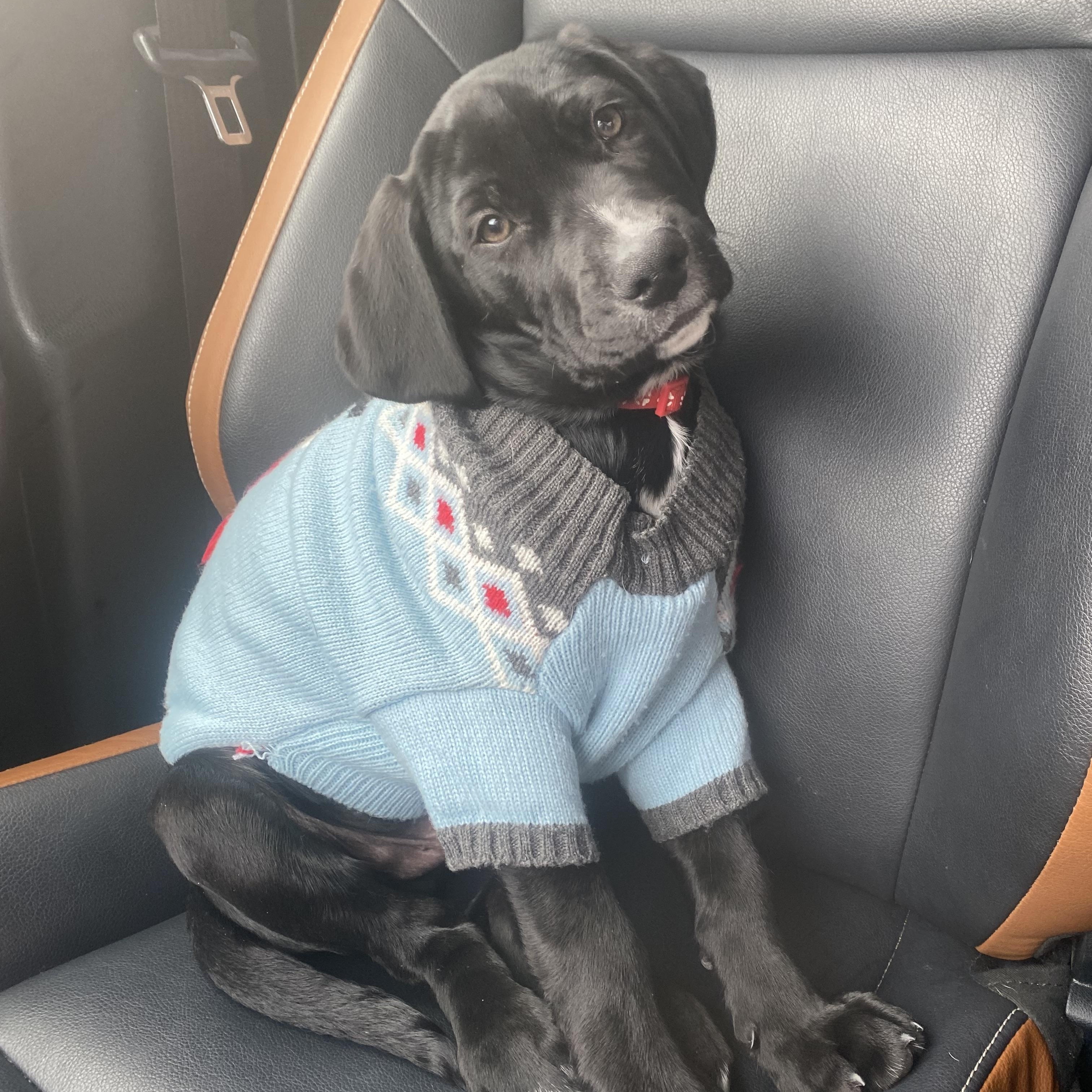 Dusty, adopted, Puppy Male Labradoodle.