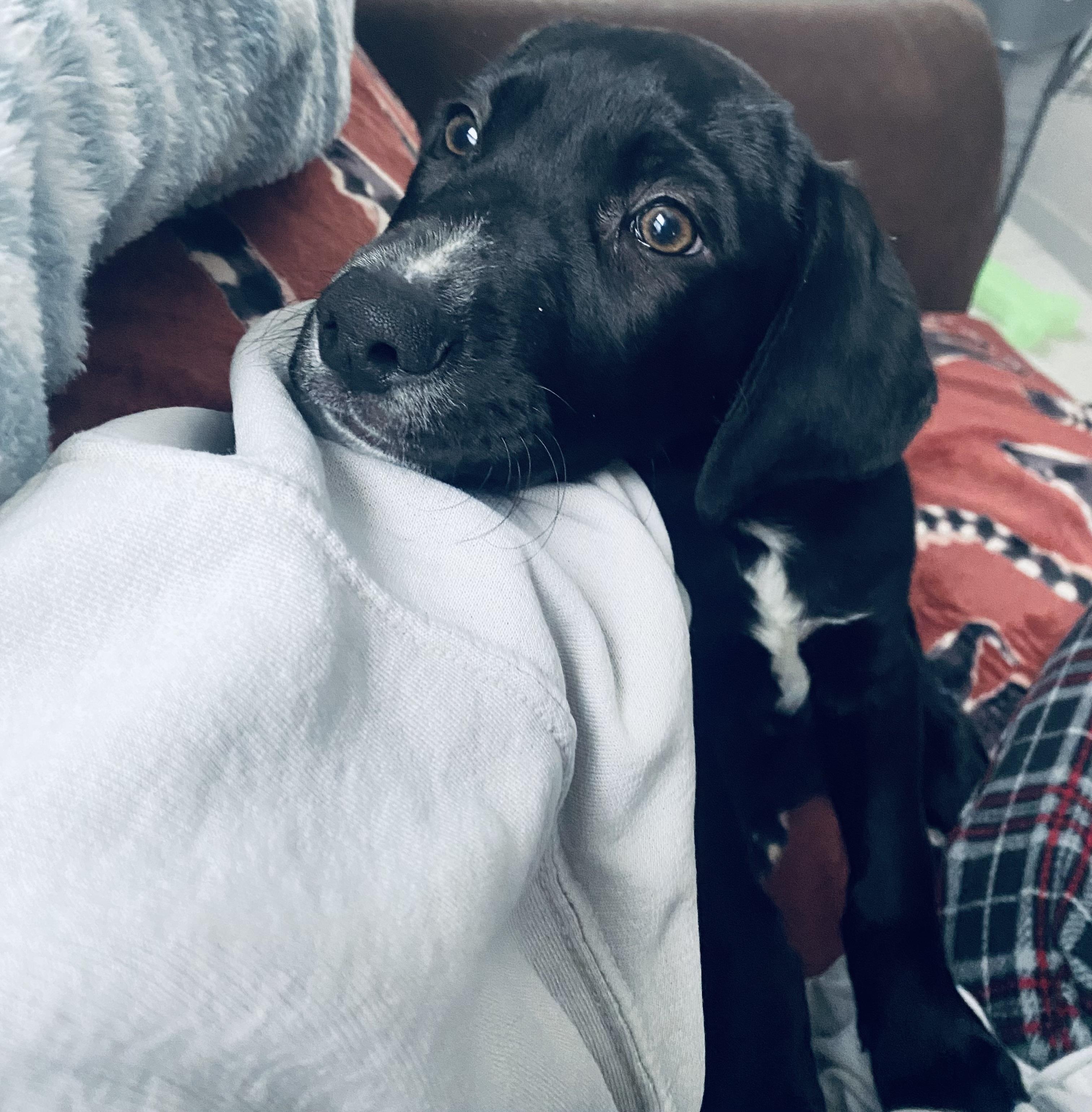 Enlarge Dusty, an adopted mixed breed in Hillsdale, NY image 4/5