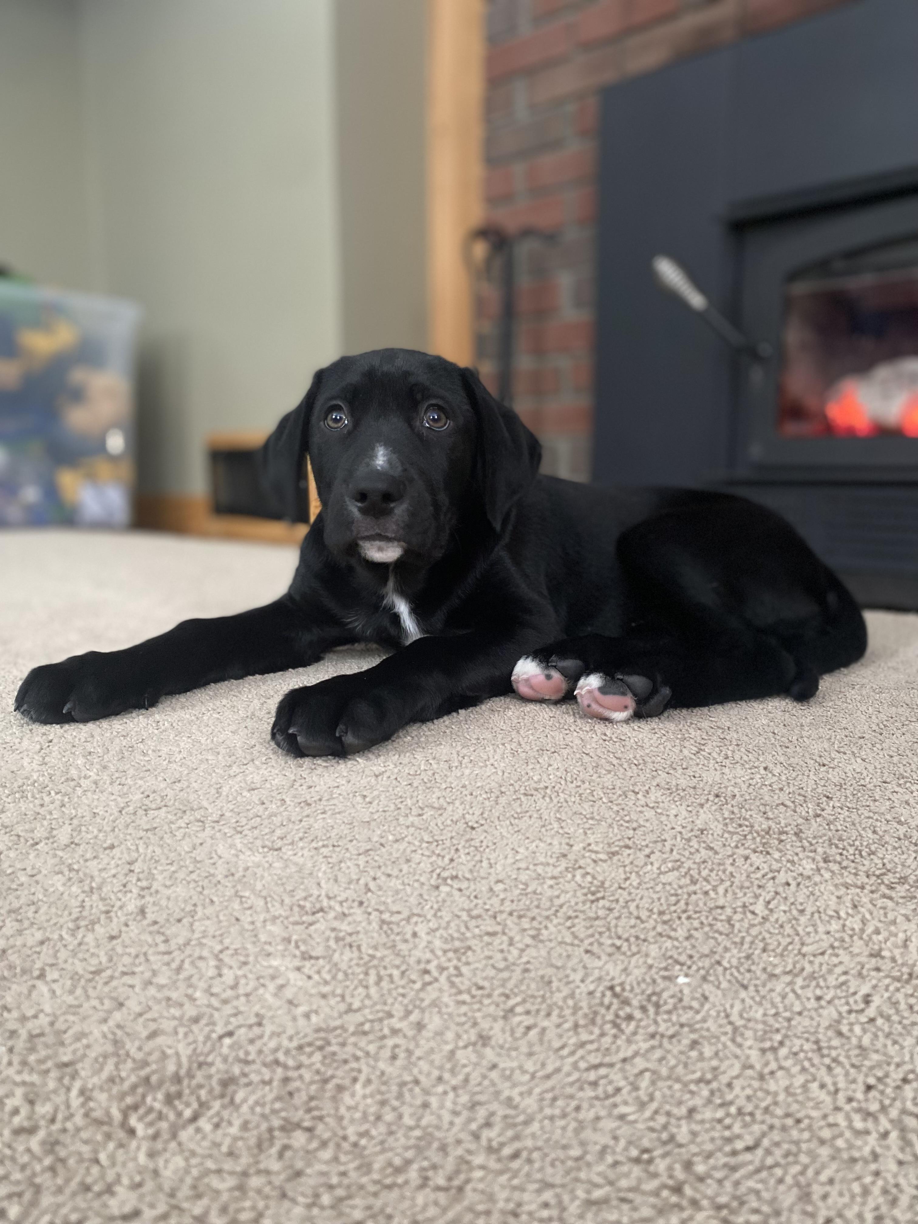 Enlarge Dusty, an adopted mixed breed in Hillsdale, NY image 3/5