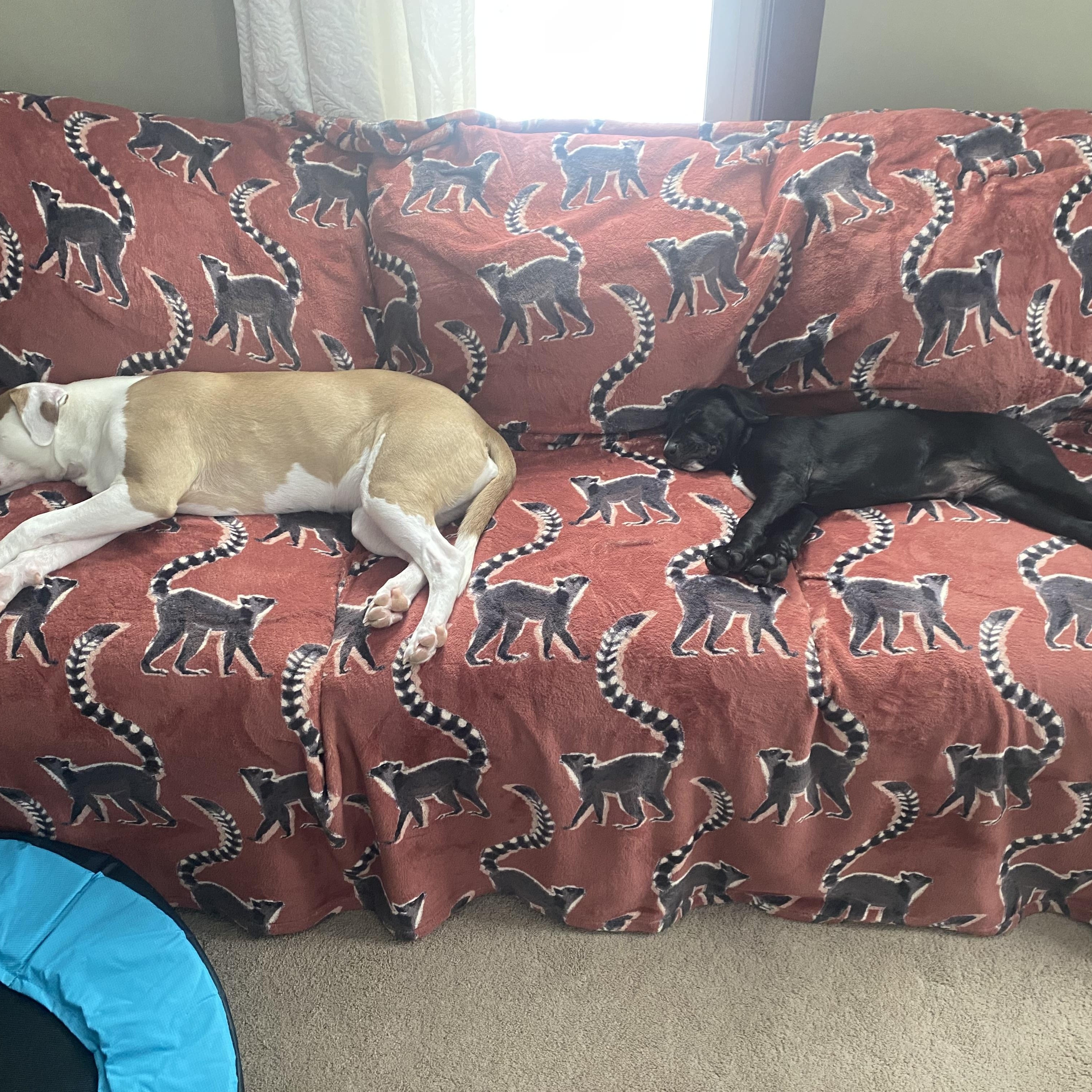 Enlarge Dusty, an adopted mixed breed in Hillsdale, NY image 5/5