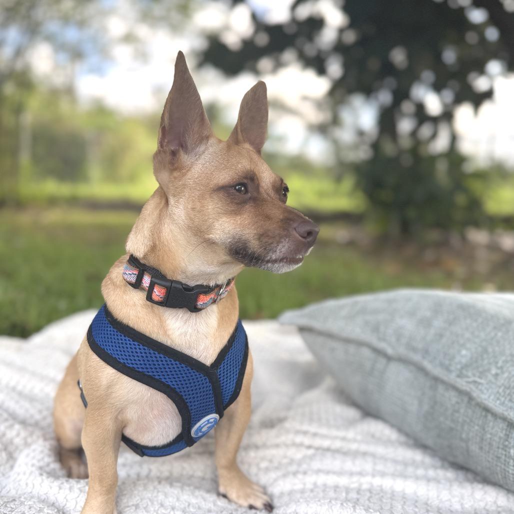 Sweetpea, Adoptable, Adult Female Terrier.