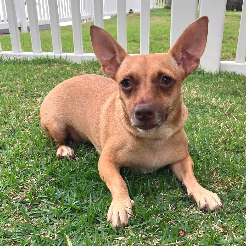 Enlarge Sweetpea, a Adoptable Terrier in Keaau, HI image 1/2