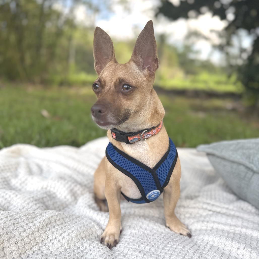 Enlarge Sweetpea, a Adoptable Terrier in Keaau, HI image 2/5