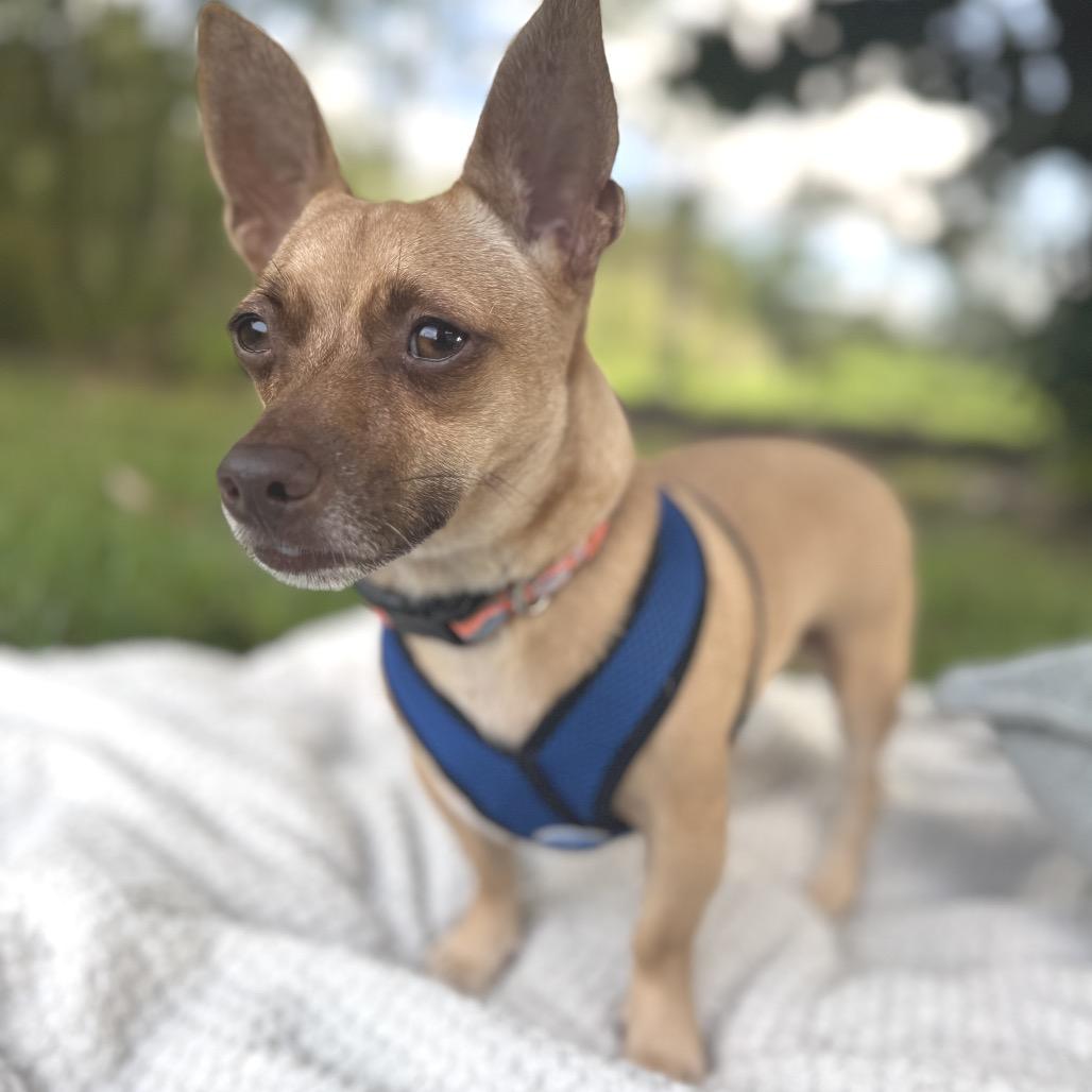 Enlarge Sweetpea, a Adoptable Terrier in Keaau, HI image 3/5