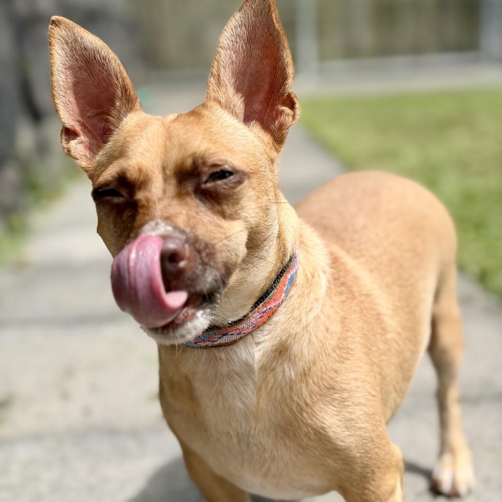 Enlarge Sweetpea, a Adoptable Terrier in Keaau, HI image 4/5