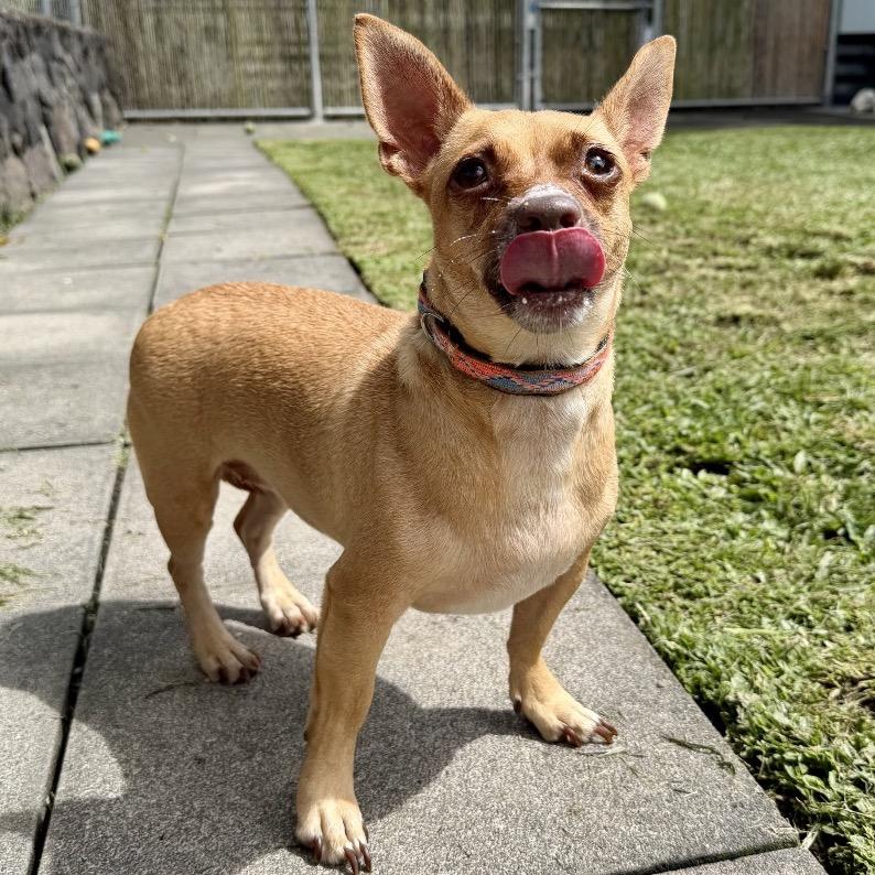 Enlarge Sweetpea, a Adoptable Terrier in Keaau, HI image 2/6