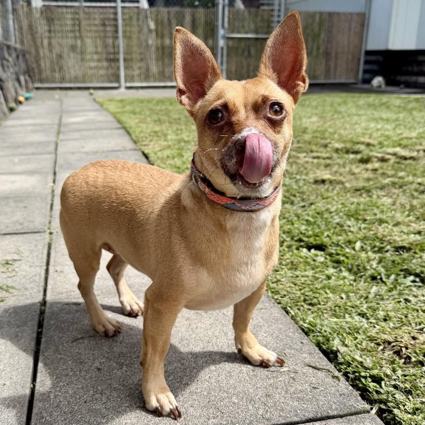 Enlarge Sweetpea, a Adoptable Terrier in Keaau, HI image 3/6