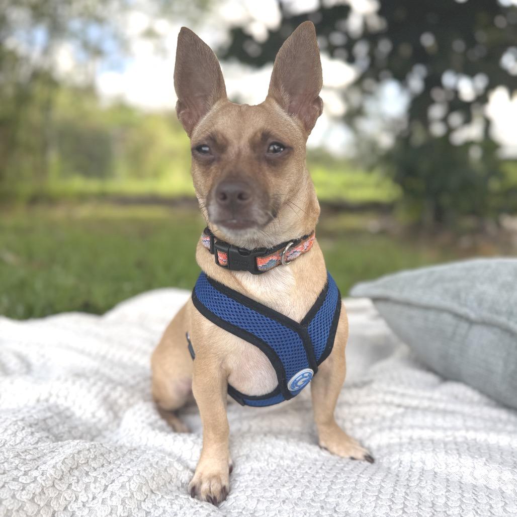 Enlarge Sweetpea, a Adoptable Terrier in Keaau, HI image 5/5