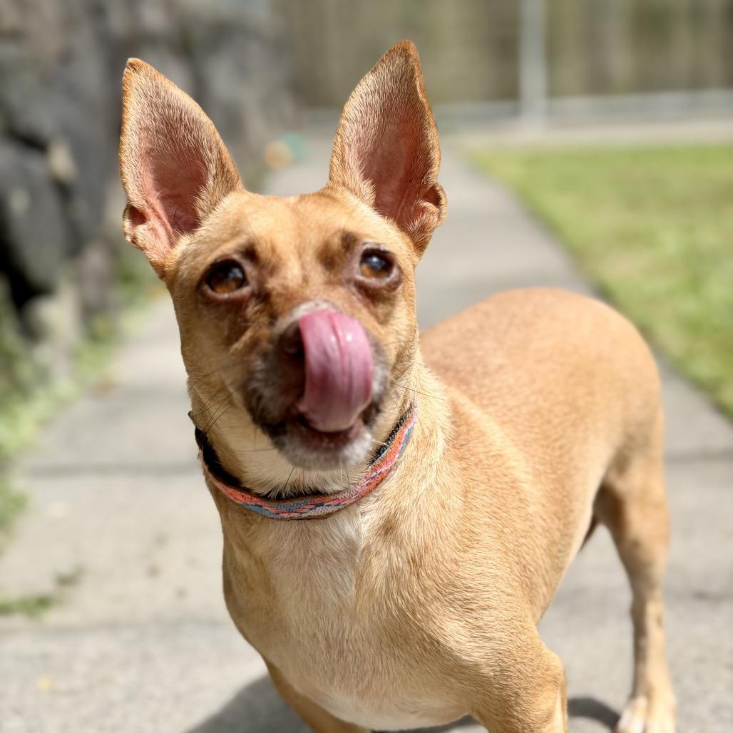 Enlarge Sweetpea, a Adoptable Terrier in Keaau, HI image 4/6