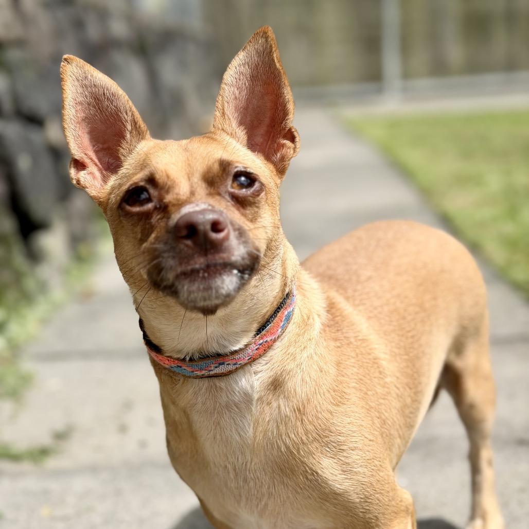 Enlarge Sweetpea, a Adoptable Terrier in Keaau, HI image 5/6