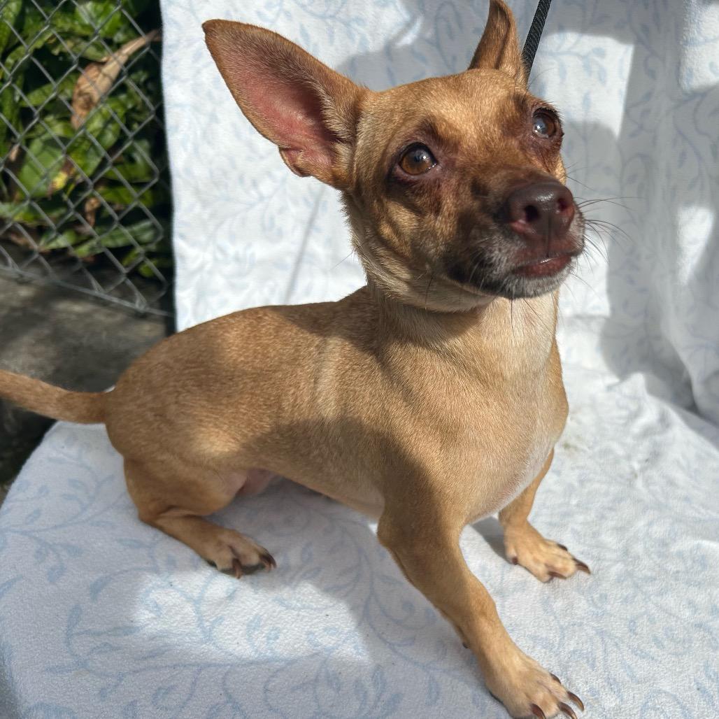 Enlarge Sweetpea, a Adoptable Terrier in Keaau, HI image 2/2