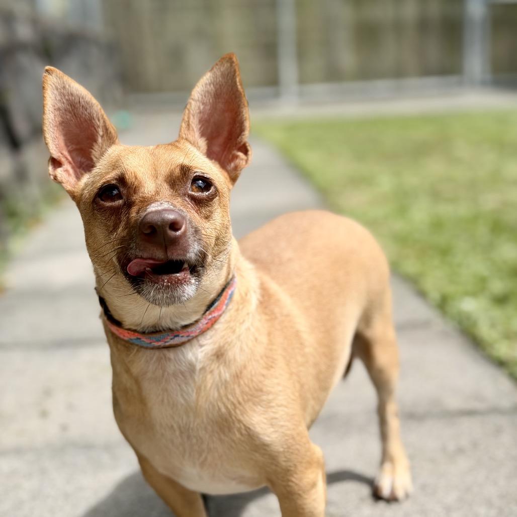 Enlarge Sweetpea, a Adoptable Terrier in Keaau, HI image 6/6