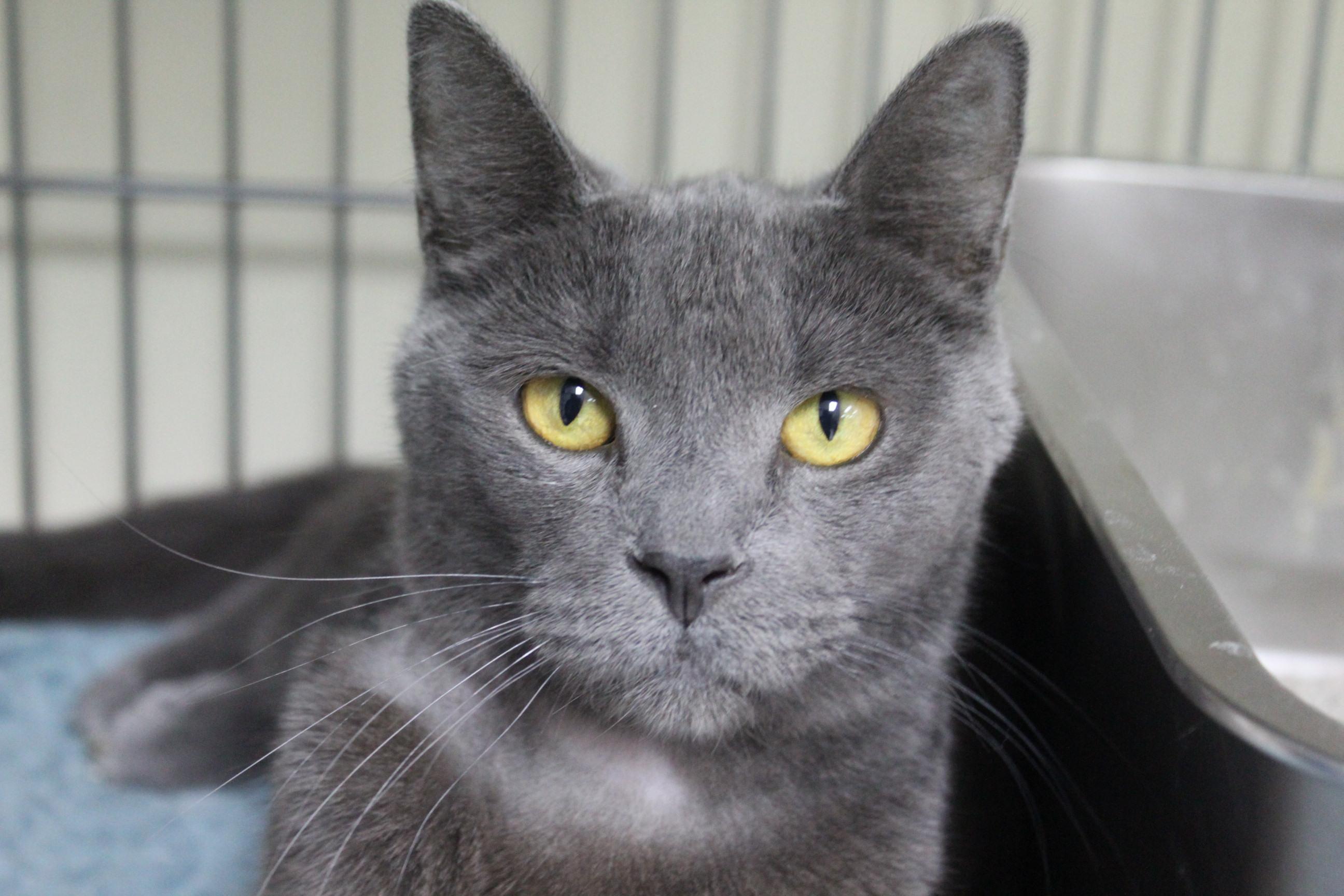 Joey, Adoptable, Adult Male Domestic Short Hair.